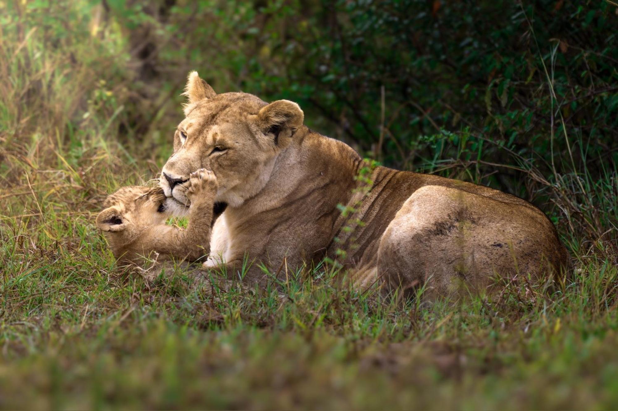 Lodge Olkinyei Mara Tented Camp *