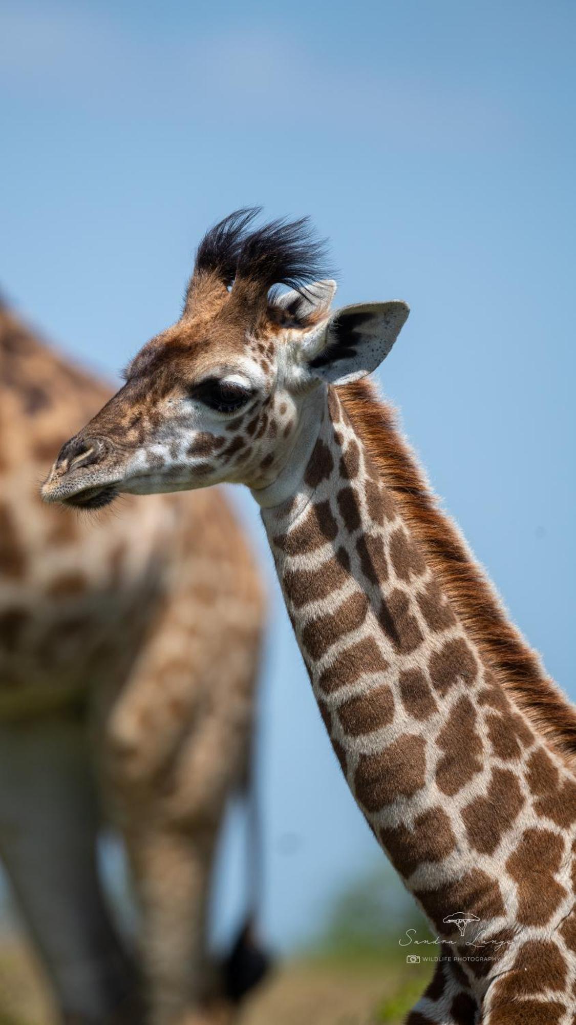 Domek letniskowy Olkinyei Mara Tented Camp Talek