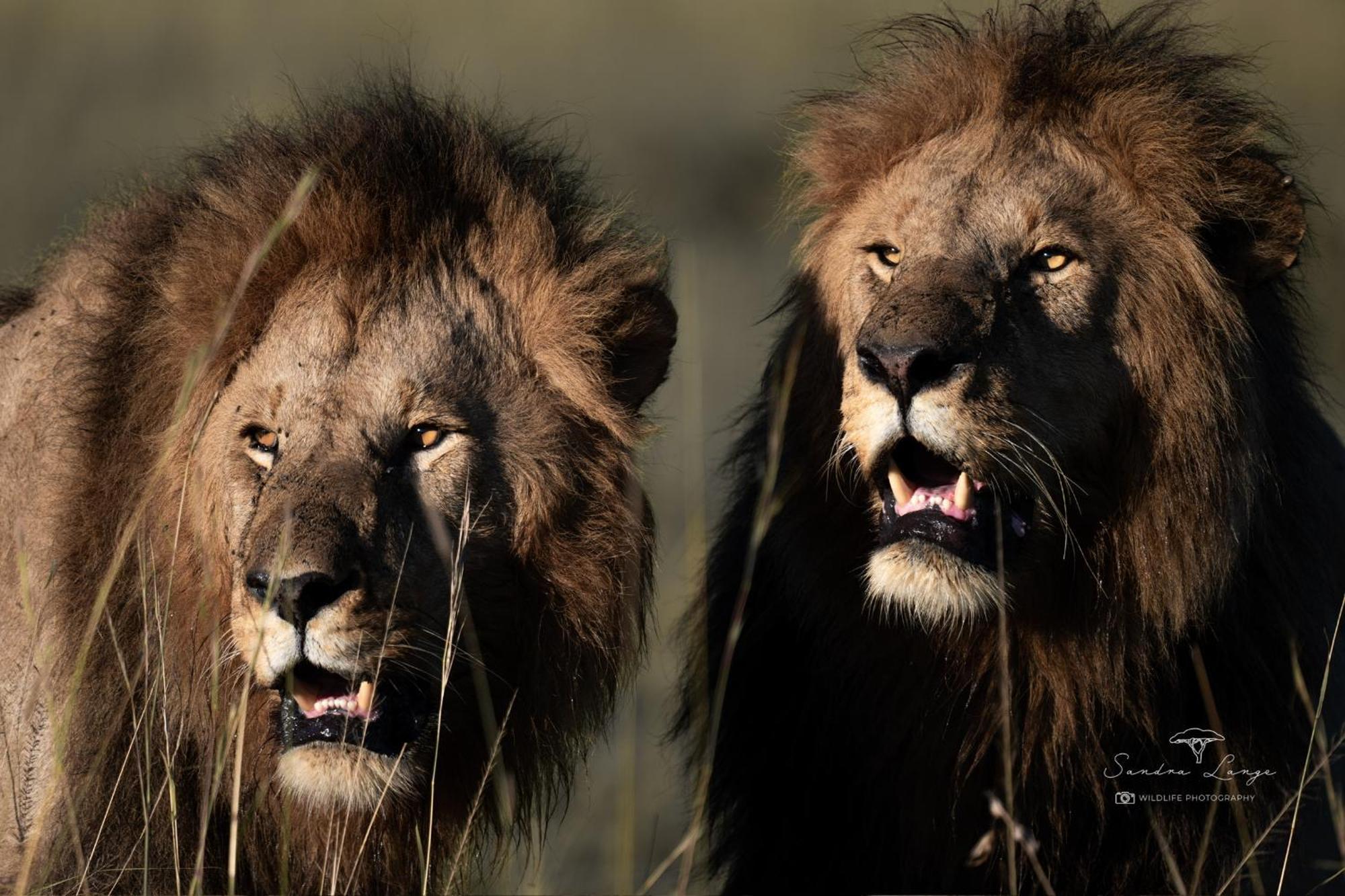 Olkinyei Mara Tented Camp Talek