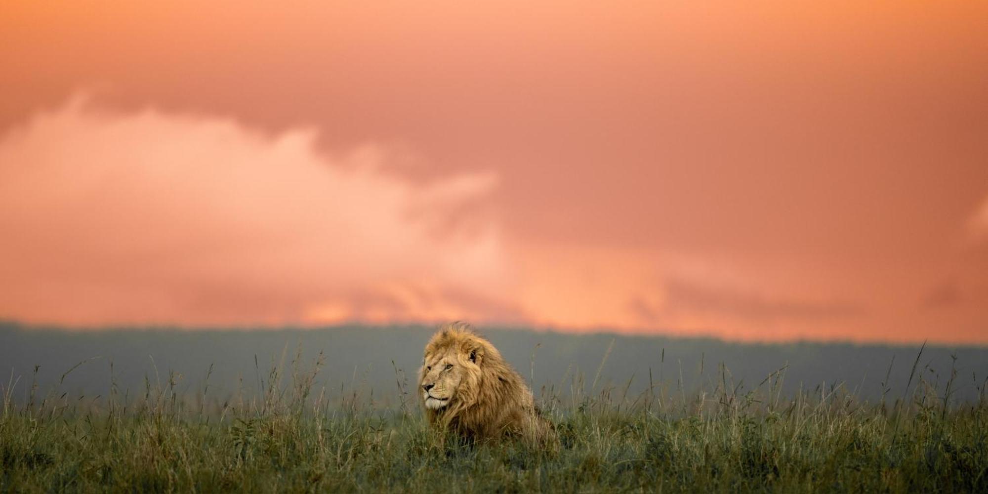 Olkinyei Mara Tented Camp