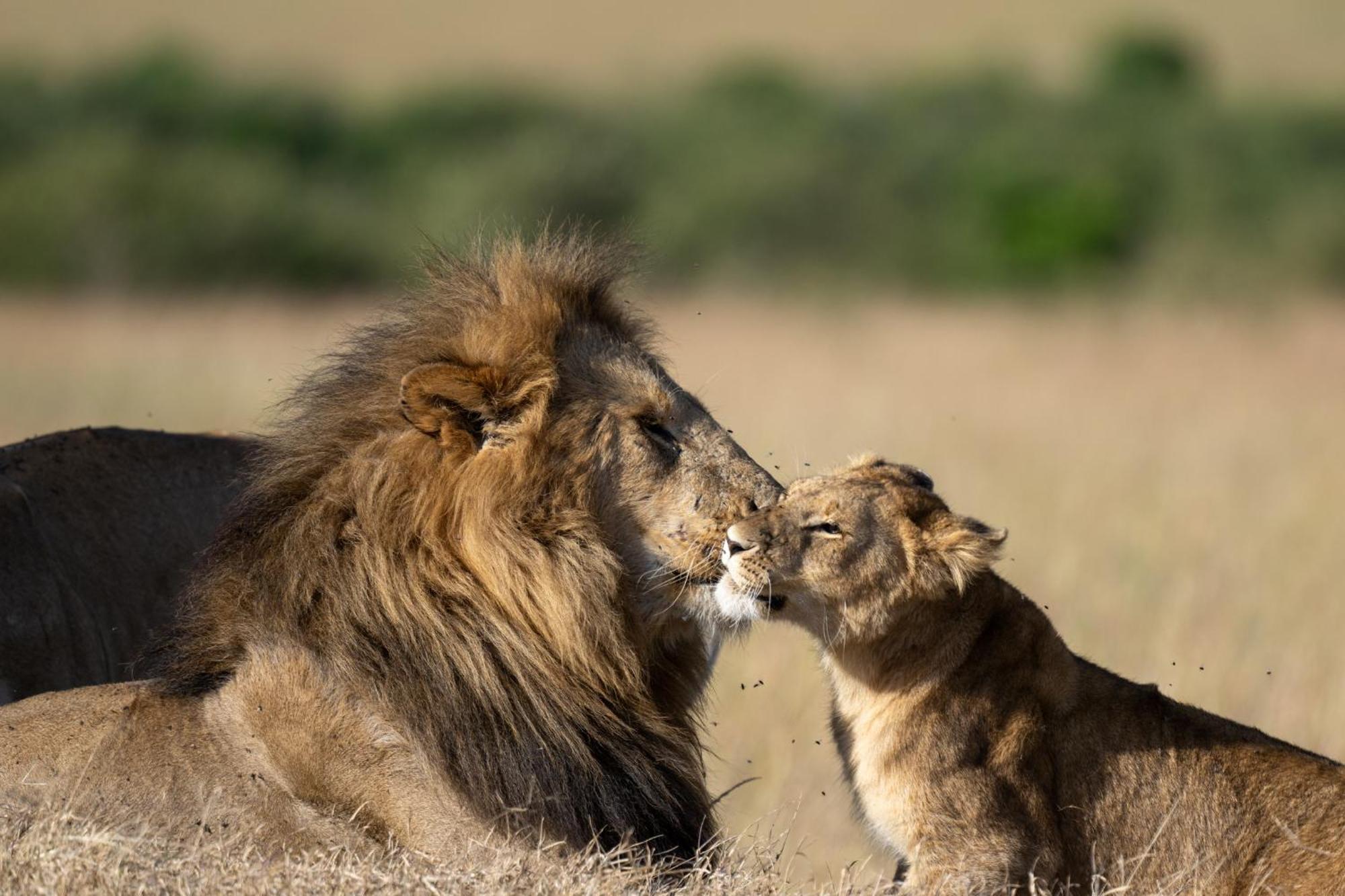 Lodge Olkinyei Mara Tented Camp