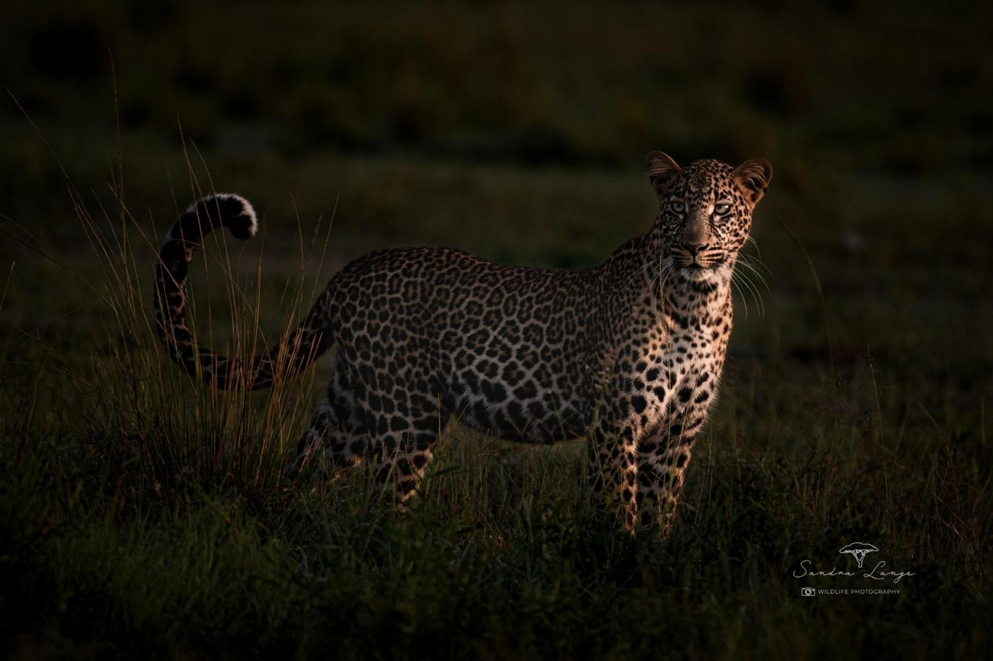 Lodge Olkinyei Mara Tented Camp *