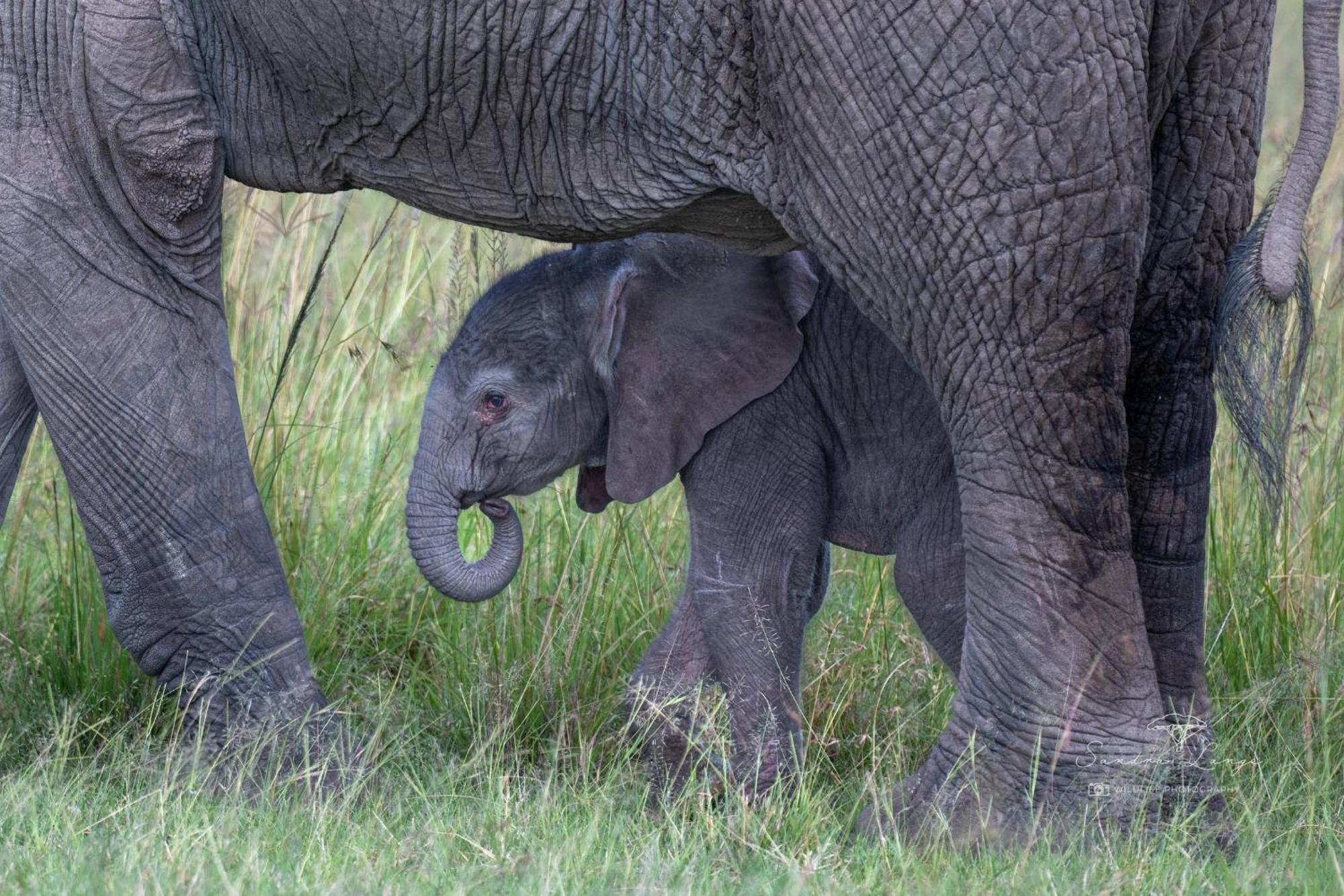 Lodge Olkinyei Mara Tented Camp Talek