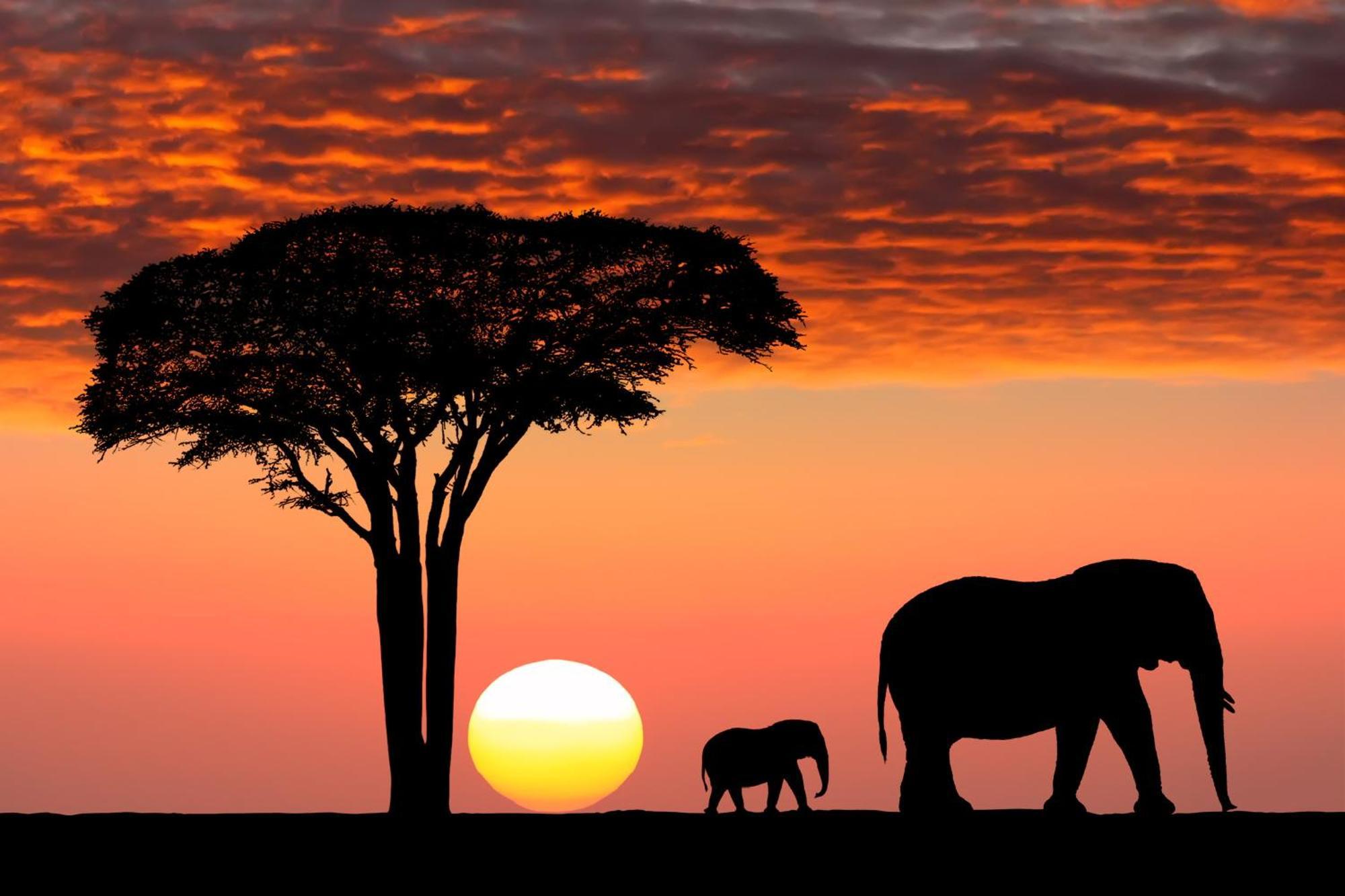Olkinyei Mara Tented Camp Talek