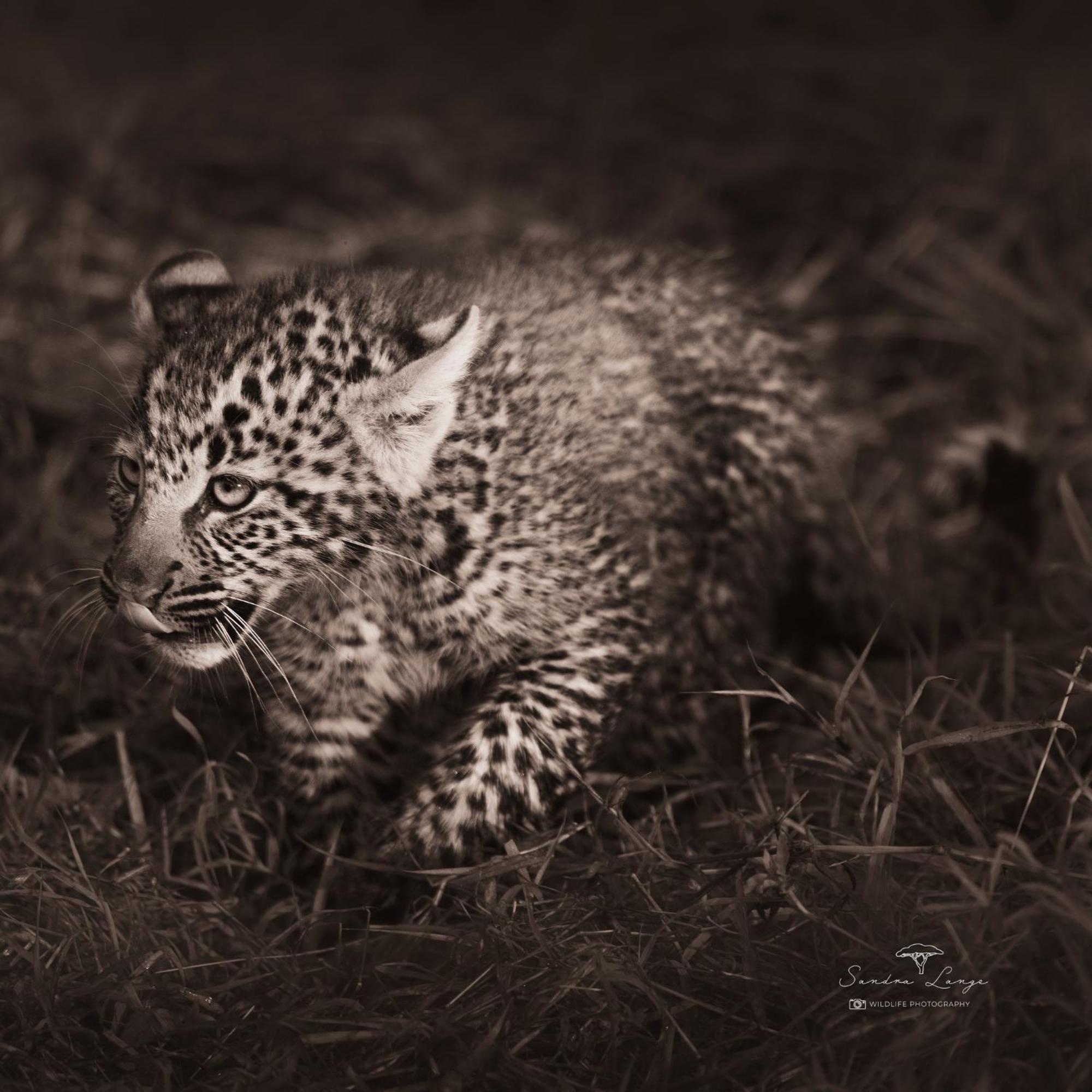 Lodge Olkinyei Mara Tented Camp